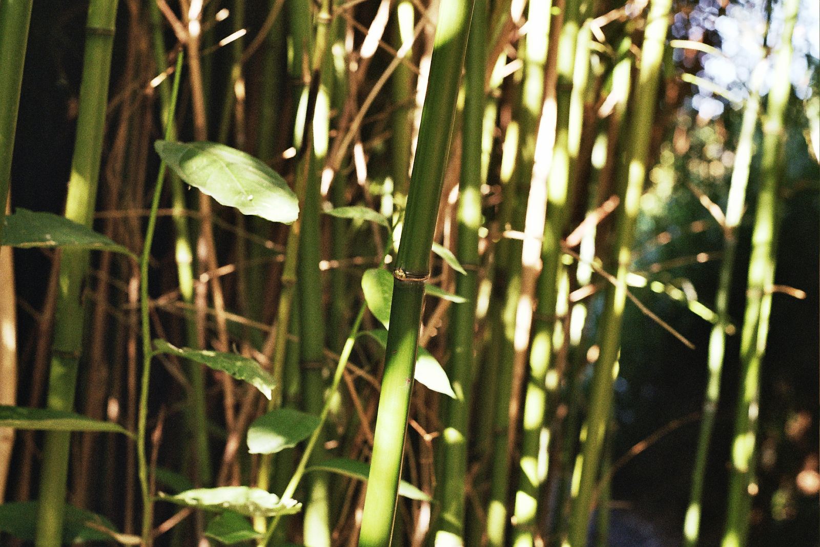 Sunlit bamboo stems in a dense grove