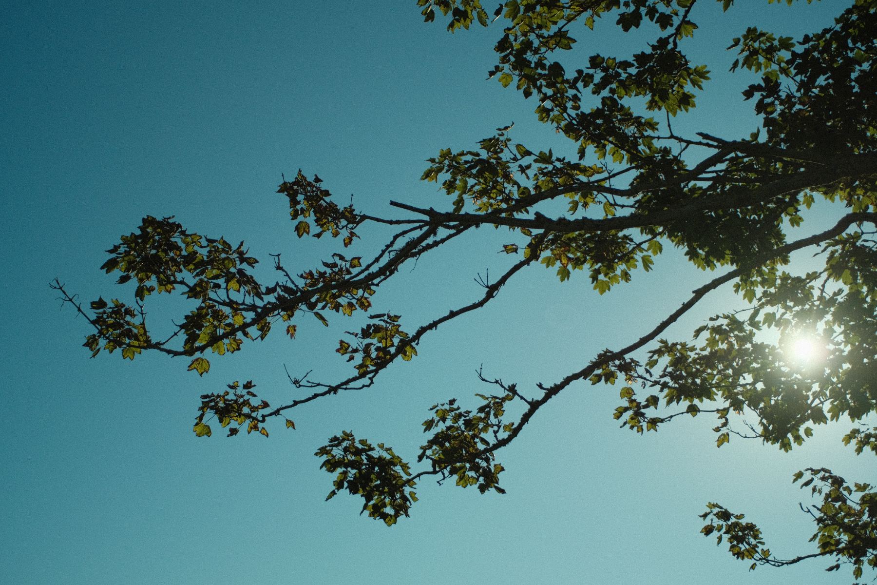 Sunlight through sycamore branches against a clear blue sky