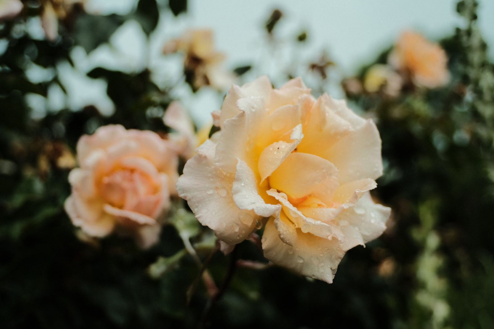 Soft peach roses after rain, petals holding water droplets